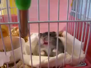 hamster in anger