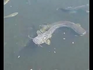 chernobyl catfish