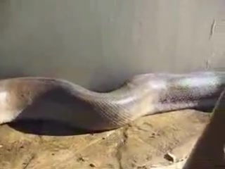 world's longest snake found dead