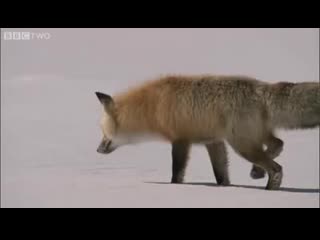 bbc: fox on the hunt